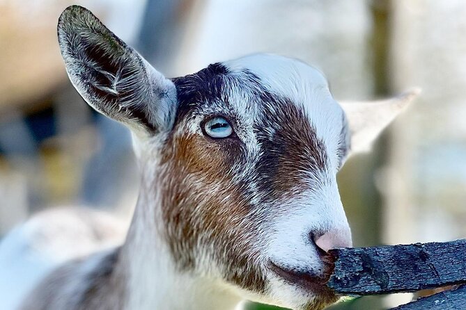 Ontario: Goat Meet-and-Greet Family-Friendly Farm Experience - Booking Information and Terms