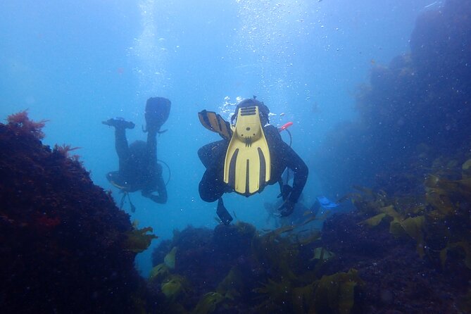 Open Water Diver Course in Arrabida Natural Park (Near Lisbon) - Customer Support