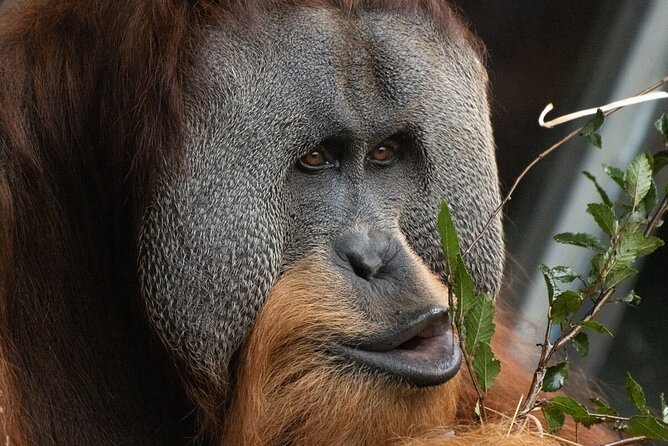Orangutan Experience at Melbourne Zoo - Excl. Entry - Expectations and Guidelines