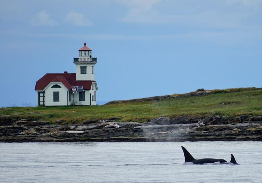 Orcas Island: Whales Guaranteed Boat Tour - Wildlife Highlights