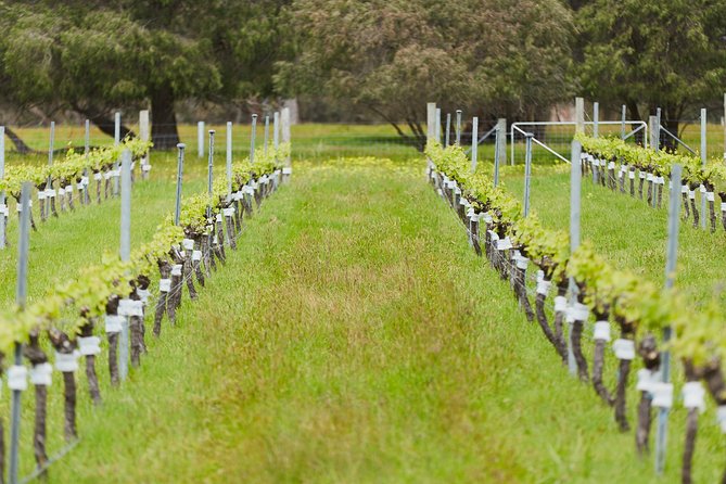 Organic Vineyard/Farm Tour - Inclusions and Experiences