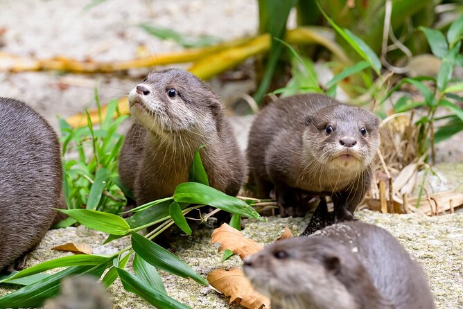 Otter Experience at Melbourne Zoo - Excl. Entry - Additional Information and Policies