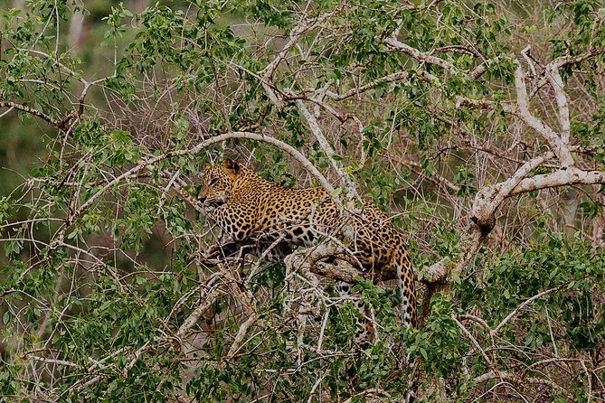 Overnight Private Leopard Safari With Luxury Tented Camping - Dining and Entertainment Options