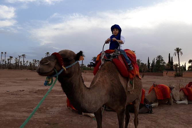 Palmerai Groove Camel Ride With Sunset - Pricing and Booking Information