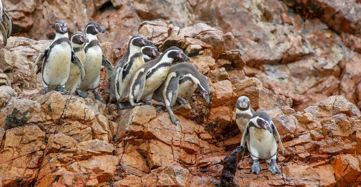 Paracas: Ballestas Islands Morning Boat Tour - Experience Highlights