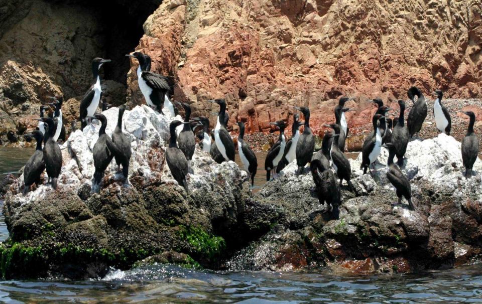 Paracas: Observation of Marine Fauna in Ballestas Islands - Guided Tour for Fauna Observation