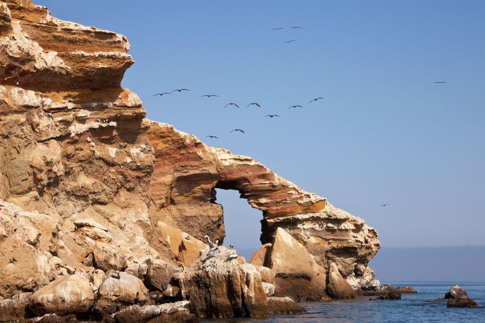 Paracas: Short Excursion to Ballestas Island Sea Lions - Tour Highlights