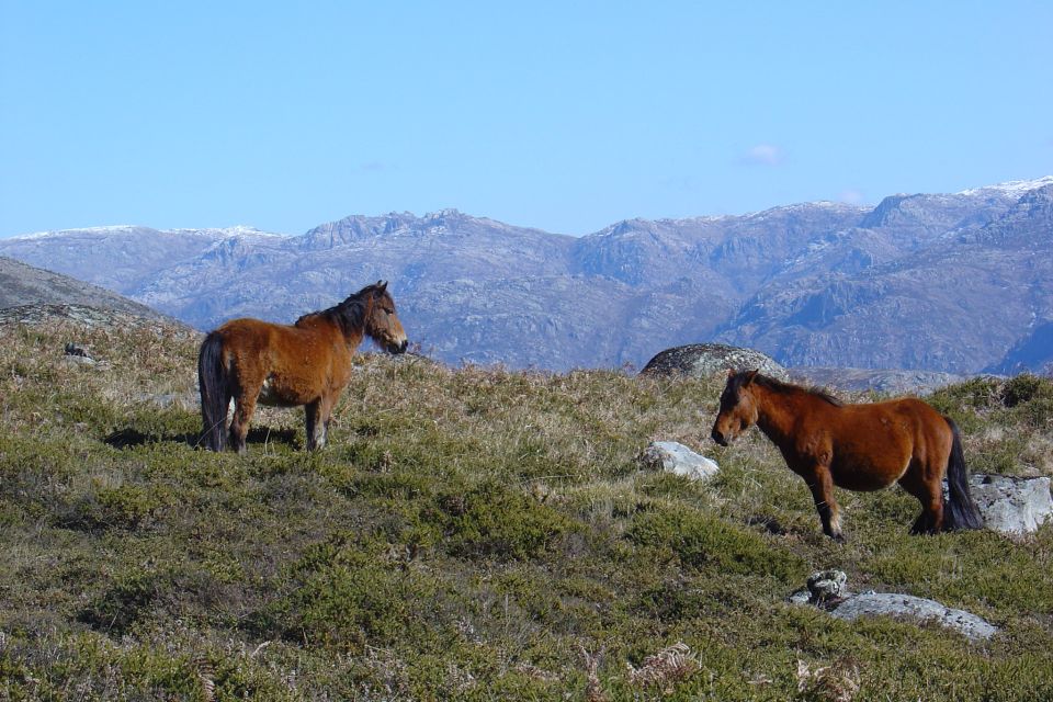 Peneda-Gerês: Full-Day Premium Tour - Panoramic Route and National Park