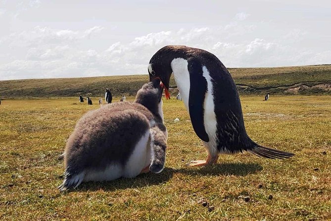 Penguins, Elephant Seals and City Attractions at Falkland Islands - City Highlights Tour in Stanley