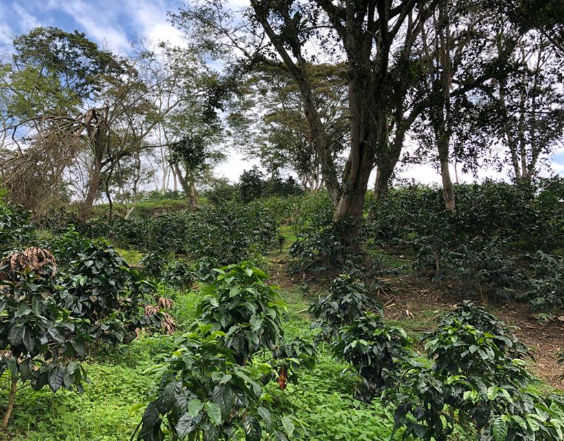 Pereira: Coffee Farm and Salento Walking Tour With Lunch - Language Options
