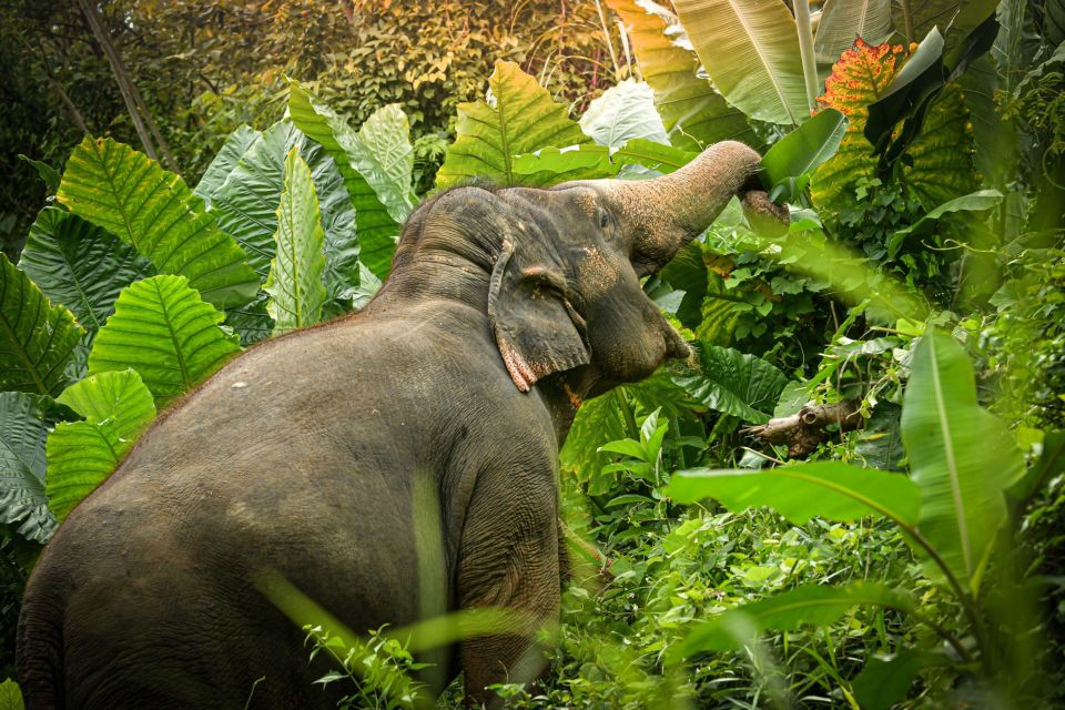 Phuket: Elephant Jungle Sanctuary 'Watch Me' Experience - Full Description