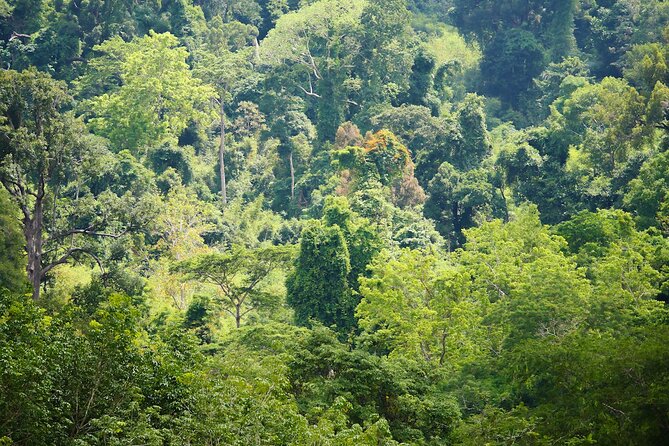 Phuket Elephant Sanctuary Canopy Walkway Tour - Overall Experience and Feedback