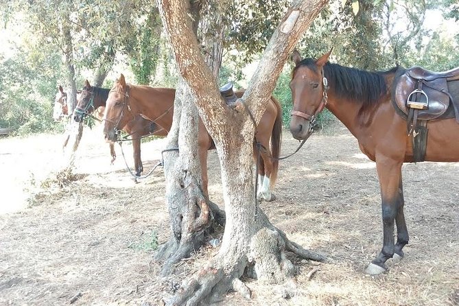 Picnic on Horseback in Rome - Cancellation Policy