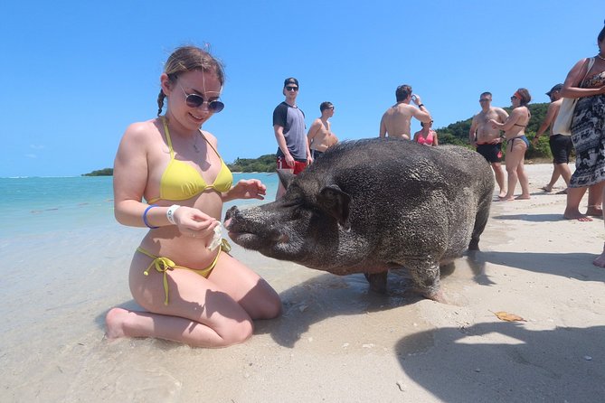 Pig Feeding, Kayaking, Snorkeling Trip at Pig Island By Speedboat From Koh Samui - Tour Experience Highlights
