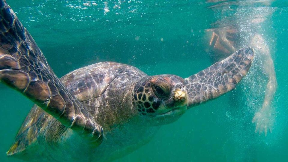 Piura: Adventure in Mancora With Underwater Turtle Encounter - Itinerary