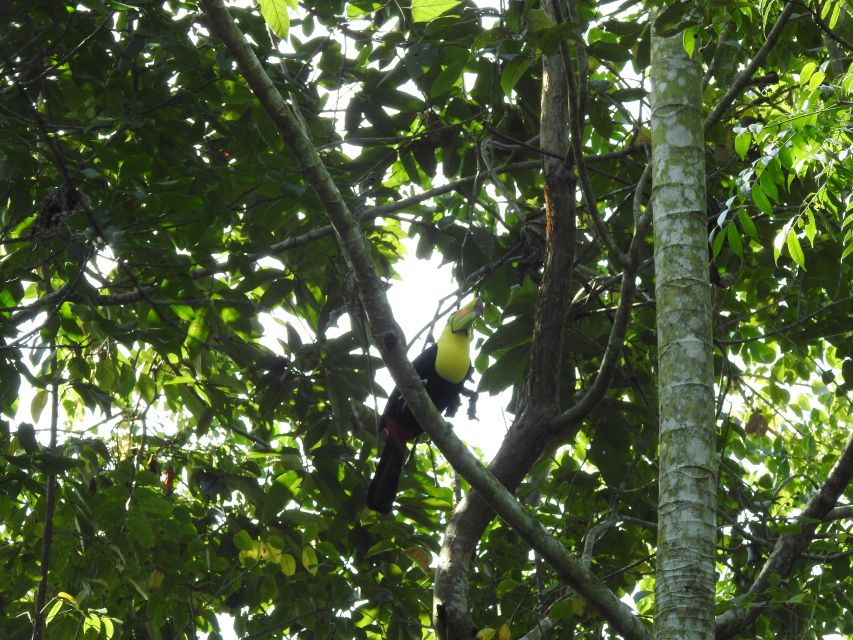 Playa Del Carmen: Guided Birdwatching Hike - Highlights of the Birdwatching Hike