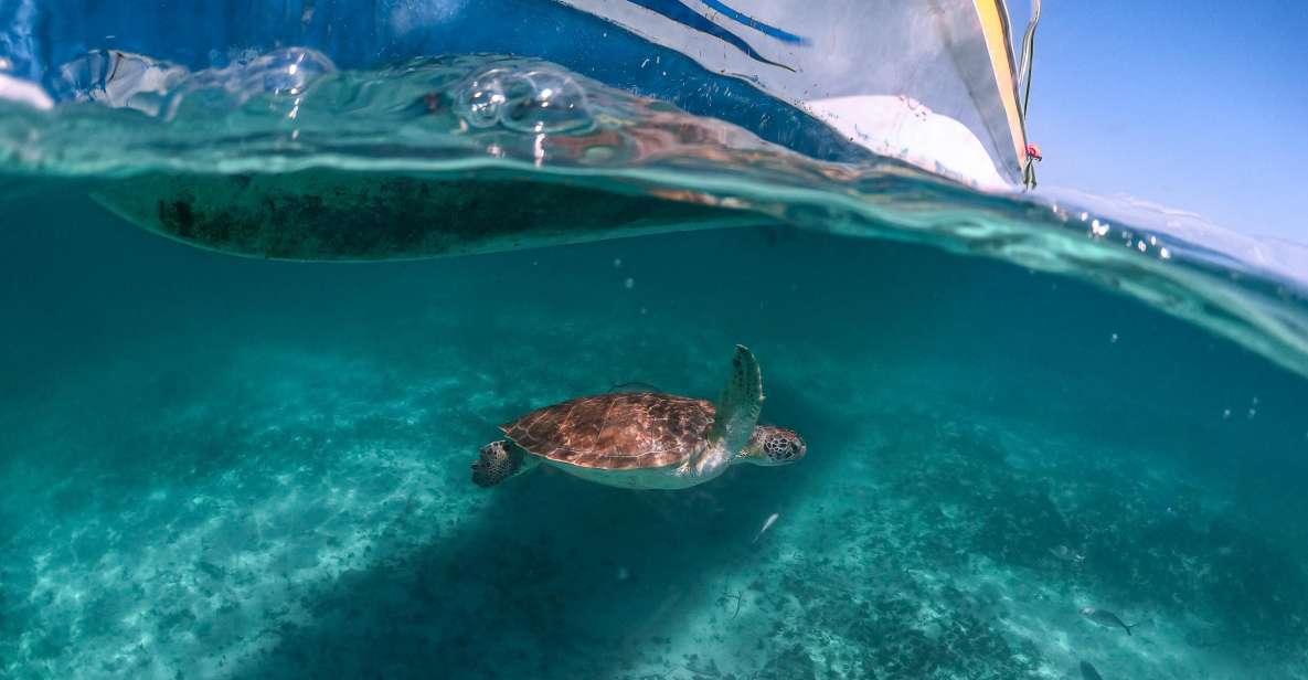 Playa Del Carmen: Swim & Snorkel W/ Turtles at Akumal Beach - Experience Highlights