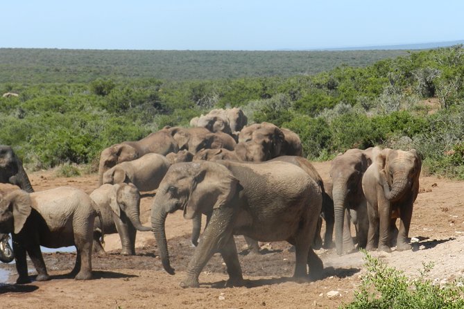 Port Elizabeth Shore Excursion: Addo Elephant Full Day Safari &"Braai"Lunch(BBQ) - Traveler Reviews