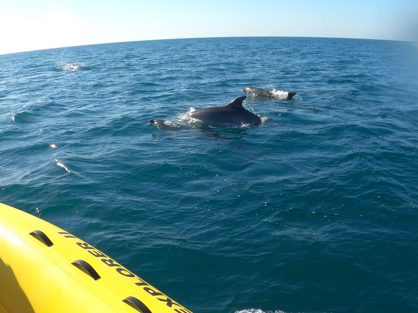 Portimão: 2-Hour Dolphin Watching Boat Tour - Experience Highlights and Dolphin Spotting