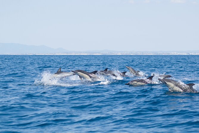 Portimão:2h30 Guaranteed-Dolphins and Seabirds-Biologist on Board - Dolphin Sighting Guarantee
