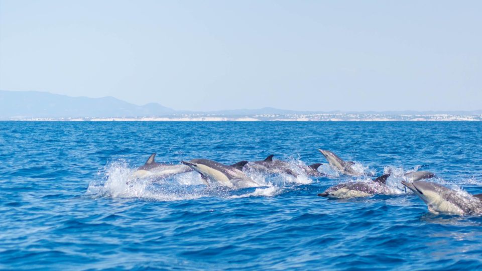 Portimão:2H30 Guaranteed - World of Dolphins & Seabirds - Highlights of the Experience