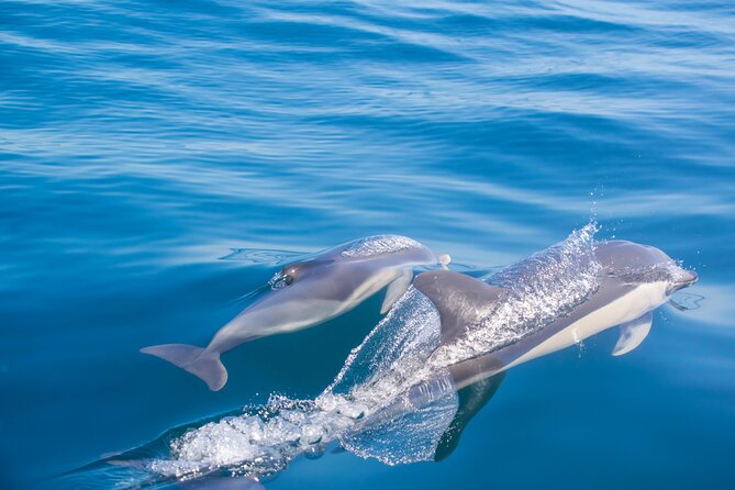 Portimão:Embark on Nature•Benagil and Dolphins•Biologist on Board - Expert Guided Experience