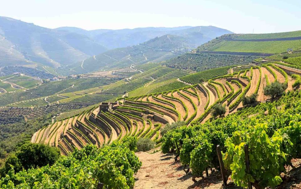 Porto: Douro Valley Wine Tour With Lunch - Group Size and Experience