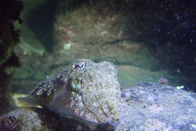 Porto Santo Night Snorkeling Tour - Traveler Reviews