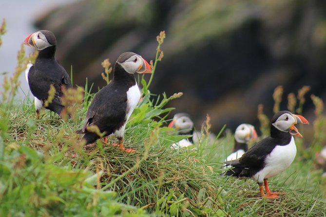 Premium Small-Group Puffin & Bird Watching Tour From Reykjavík - Traveler Services