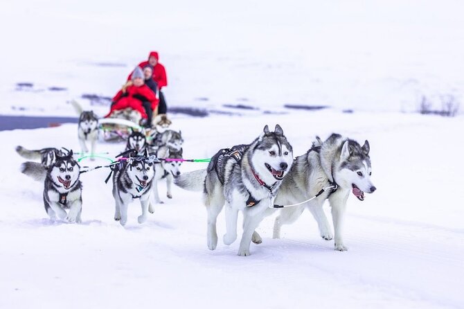 Private 2-Hour Dog Sledding Tour, Akureyri - Pickup Option