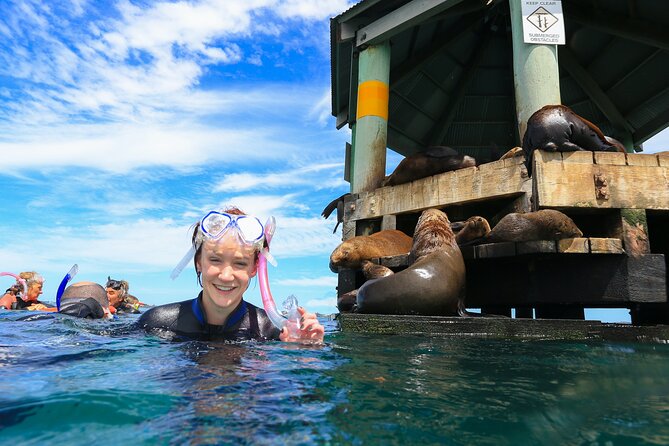 Private 2 Hour Dolphin and Seal Swim Mornington Peninsula - Ownership and Copyright