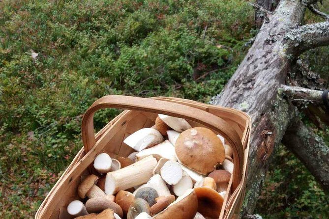 Private 3-Hour Wildfoods Walk in the Forest  - Finland - What to Know Before You Go