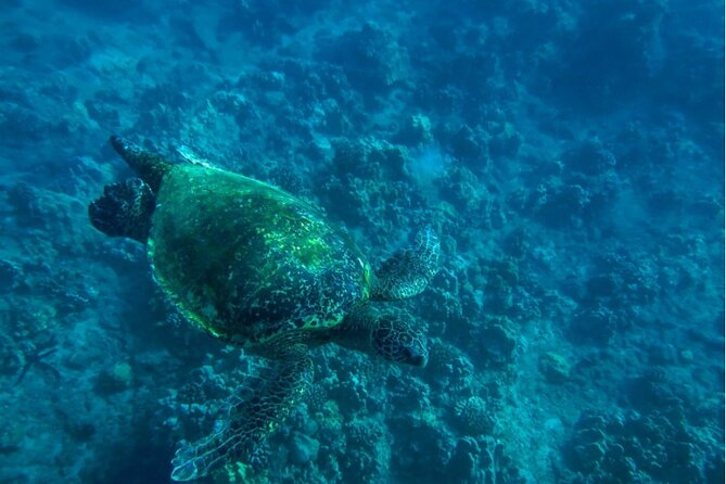 Private Beginner Paddleboard Lesson With Snorkel in Turtle Town! - Cancellation Policy