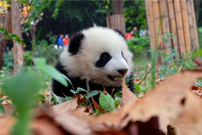 Private Chengdu Panda Breeding Center Day Trip With From Xian By Bullet Train - Traveler Insights and Reviews