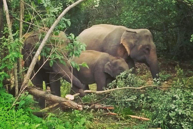 Private Dambulla Sigiriya Tour From Kandy With Lunch - Accessibility and Restrictions