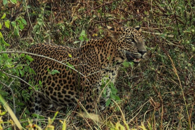 Private Day Tour: Yala National Park Safari Tour From Galle & Weligama - Customer Reviews