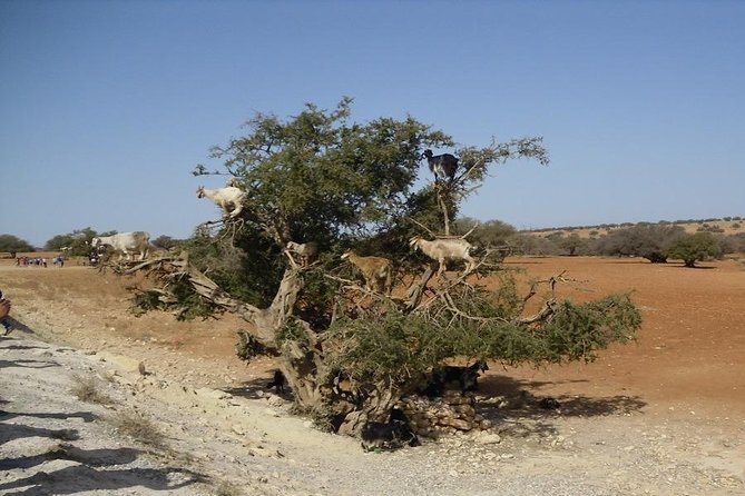 Private Day Trip From Marrakech to Essaouira - Cost and Payment Details