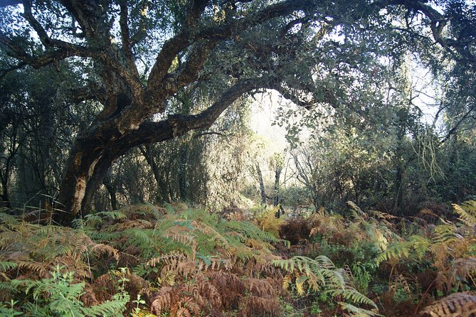 Private Doñana National Park 4x4 - Expert Tour Guides