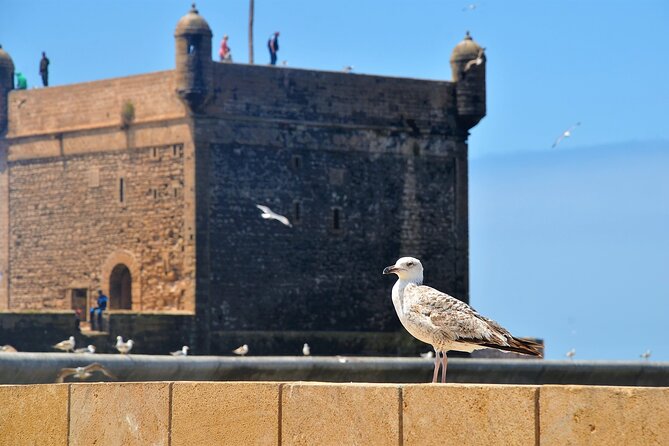 Private : Essaouira Day Trip From Marrakech - Traveler Photos and Reviews