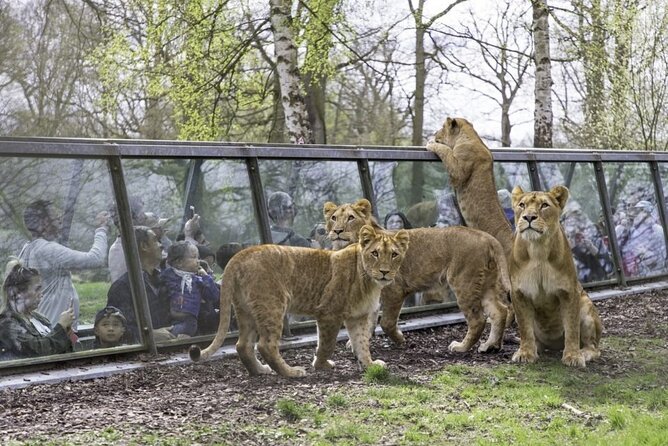 Private Excursion to Thoiry Zoosafari From Paris - Common questions