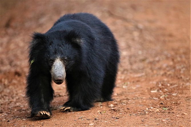 Private Full Day Leopard Safari With Picnic Lunch at Yala National Park - Safari Itinerary