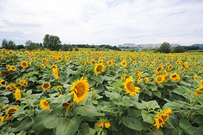 Private Full Day Tour Anseong Farm Land With Gwangmyeong Cave - Itinerary Details