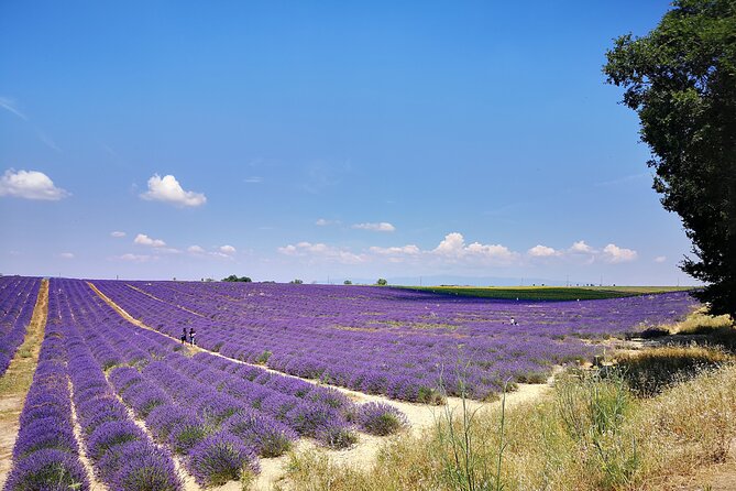 Private Fullday Provence Lavender Fields - Local Souvenir Shopping Guide