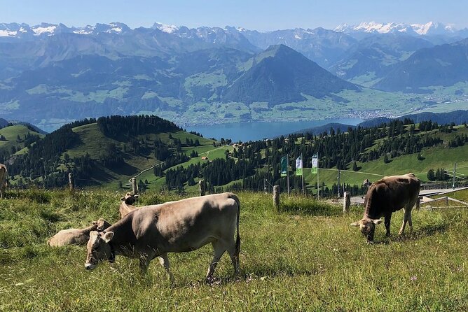 Private Guided Hike on Mt. Rigi With Farm Visit and BBQ - Scenic Hiking Routes