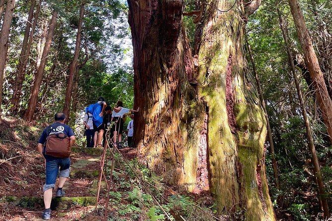 Private Guided Rural E Bike Mini Tour in Aso Minamioguni - Pricing and Copyright Information