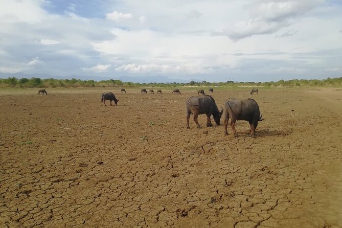 Private Half Day Safari in Udawalawe National Park - Common questions