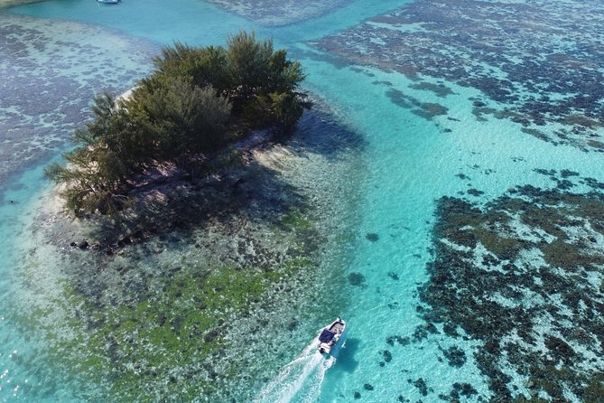 Private Half-Day Snorkeling Tour, Moorea - Tour Experience and Highlights