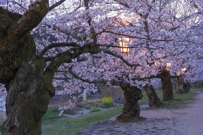 Private Hiroshima Cherry Blossom and Sakura Experience - Flexible Itinerary Options