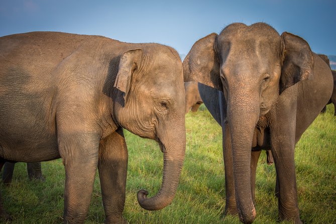 Private Jeep Safari at Minneriya National Park - Cancellation Policy