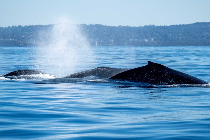 Private Luxury Intimate Whale Watching - Cancellation Policy